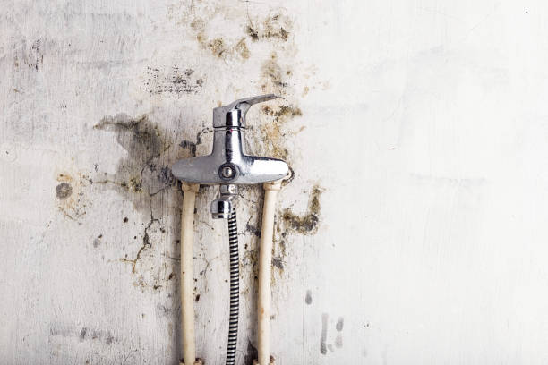 Best Affordable Mold Removal  in Oak Grove, AL