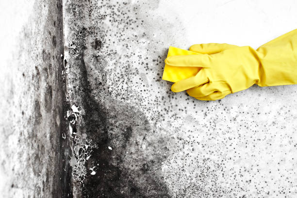 Best Crawl Space Mold Removal  in Oak Grove, AL
