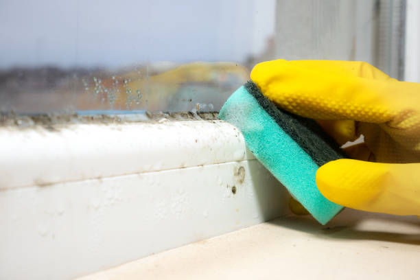 Best Attic Mold Removal  in Oak Grove, AL