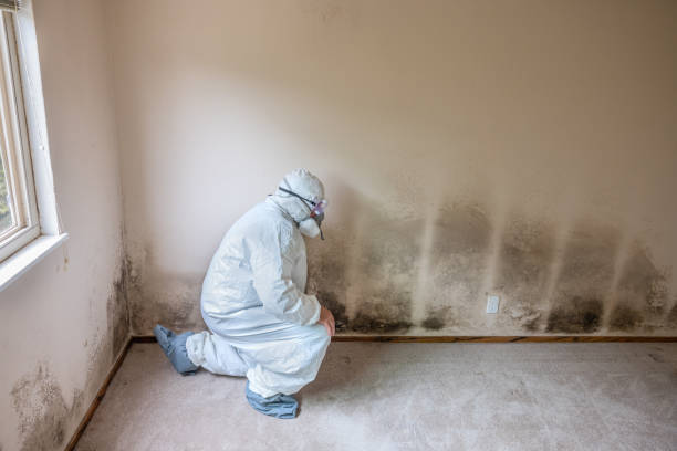 Best Black Mold Removal  in Oak Grove, AL